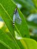 307041 – Photo : Cédric Mondy – France (88)